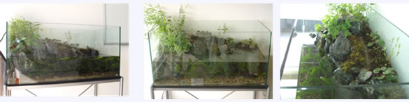 ホタル水槽90cm水槽